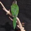 Fire Tufted Barbet
