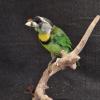 Fire Tufted Barbet
