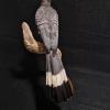 White-bellied go-away-bird