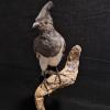 White-bellied go-away-bird