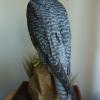 Gyr Falcon