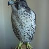 Gyr Falcon