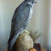Gyr Falcon
