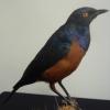 Hildebrandts Starling