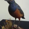 Hildebrandts Starling