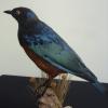 Hildebrandts Starling