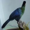 Hartlaubs Turaco