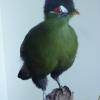 Hartlaubs Turaco