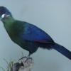 Hartlaubs Turaco