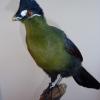 Hartlubs Turaco