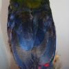 Hartlubs Turaco