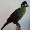 Hartlubs Turaco