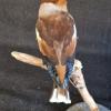 Hawfinch