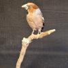 Hawfinch