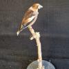 Hawfinch