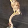 Kestrel