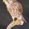 Kestrel