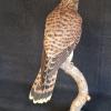 Kestrel