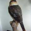 Kookaburra