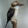 Kookaburra