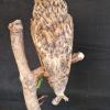 Long Eared Owl 