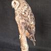 Long Eared Owl 
