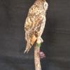 Long Eared Owl 