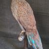 Mountain Peacock Pheasant