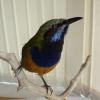 Orange Bellied Leaf Bird