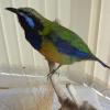 Orange Bellied Leaf Bird