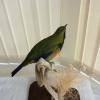 Orange Bellied Leaf Bird