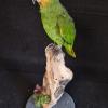 Orange Winged Amazon
