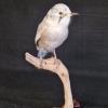 Azure Winged Magpie