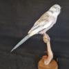 Azure Winged Magpie