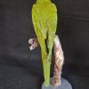 Red Fronted Conure