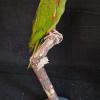 Red Fronted Conure
