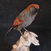 Red Tailed Laughingthrush
