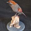 Red Tailed Laughingthrush