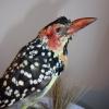 Red and Yellow Barbet