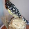 Red and Yellow Barbet