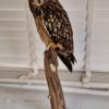 Short Eared Owl