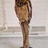 Short Eared Owl