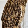 Short Eared Owl