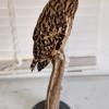 Short Eared Owl