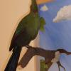 Schalows Turaco