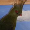 Schalows Turaco
