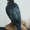 Sulawesi Crested Myna