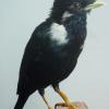 Sulawesi Crested Myna