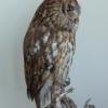 Strix aluco