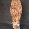 Tawny Owl